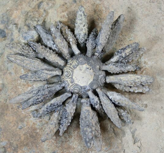 Impressive Reboulicidaris Urchin Fossil - #13903